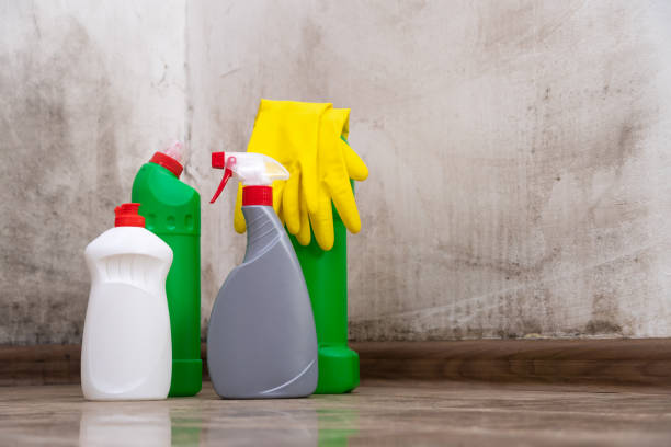 Why You Should Choose Our Mold Remediation Services in Danville, VA