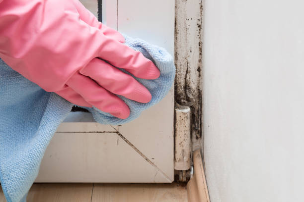 Mold Odor Removal Services in Danville, VA